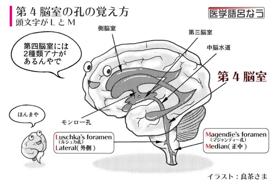 第４脳室の孔の覚え方