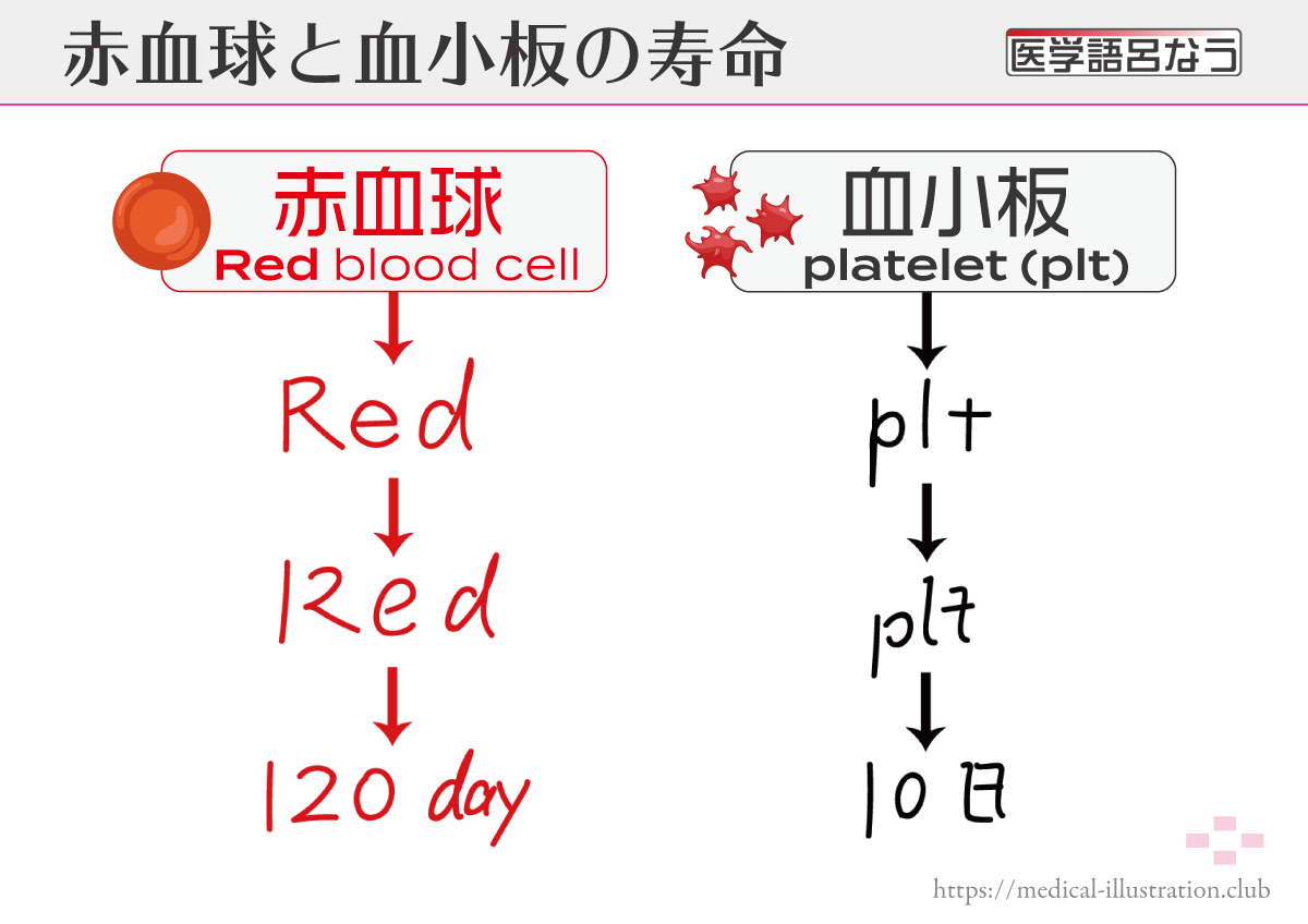 赤血球・血小板の寿命