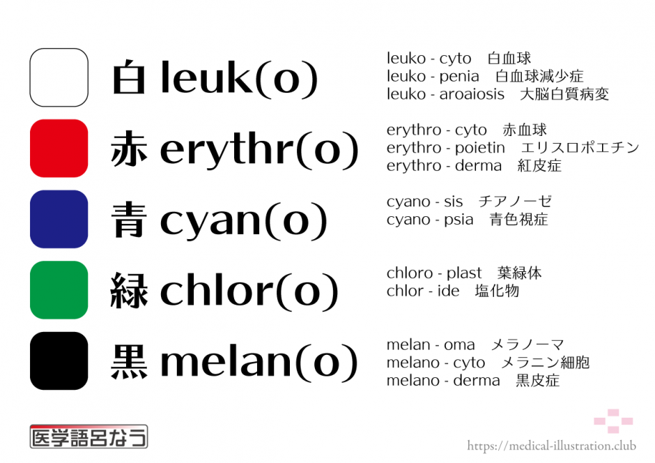 色と医学英語