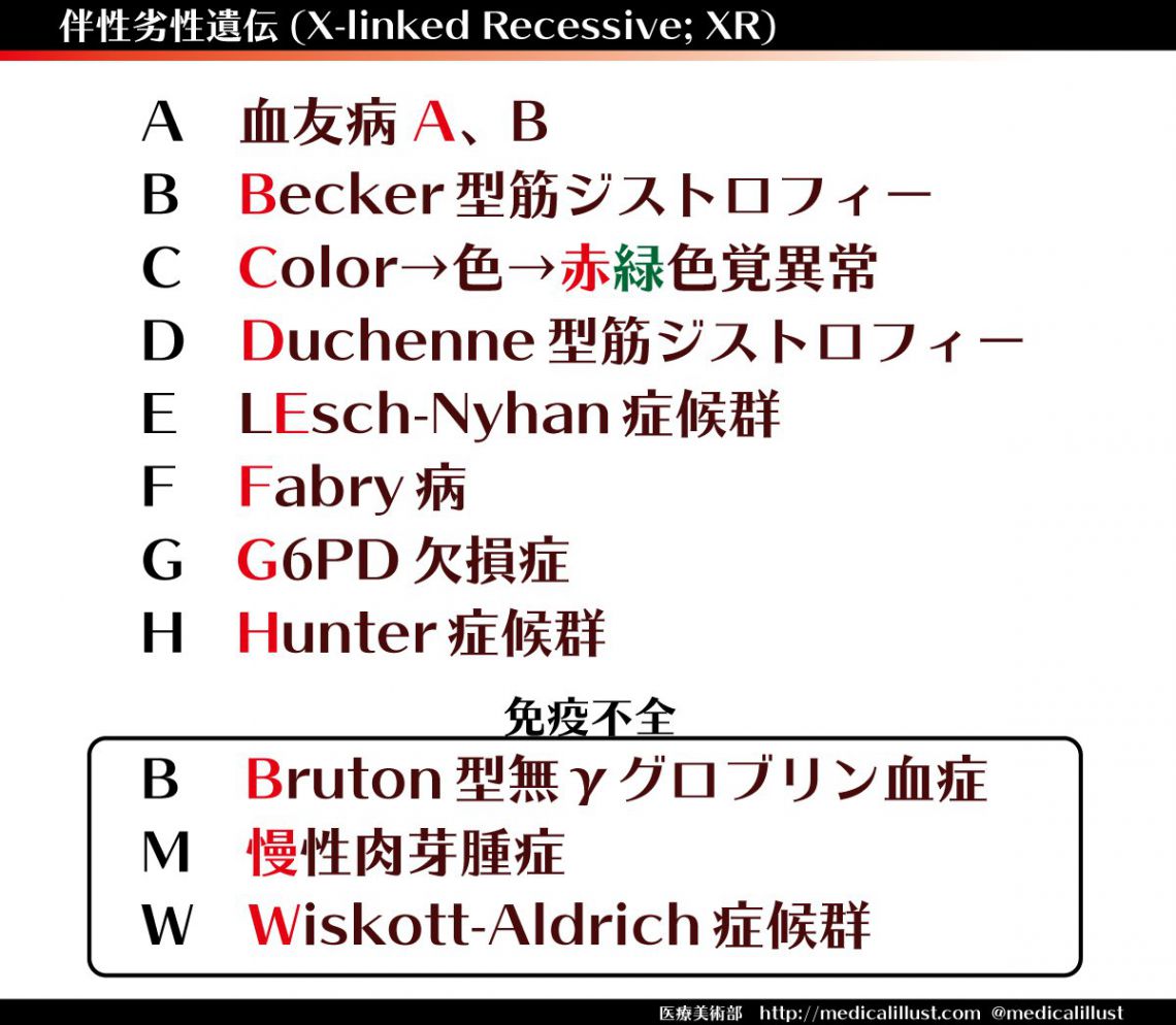 伴性劣性遺伝病(XR)の覚え方