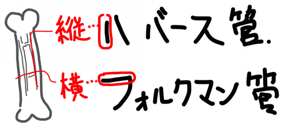 ハバース管とフォルクマン管の走行の覚え方